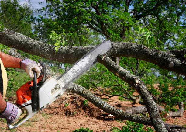 Dead Tree Removal